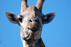 Giraffe, Hluhluwe Park, South Africa 