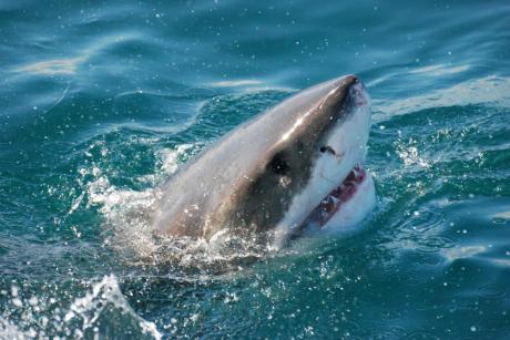 Great White Shark, Gansbaai, South Africa